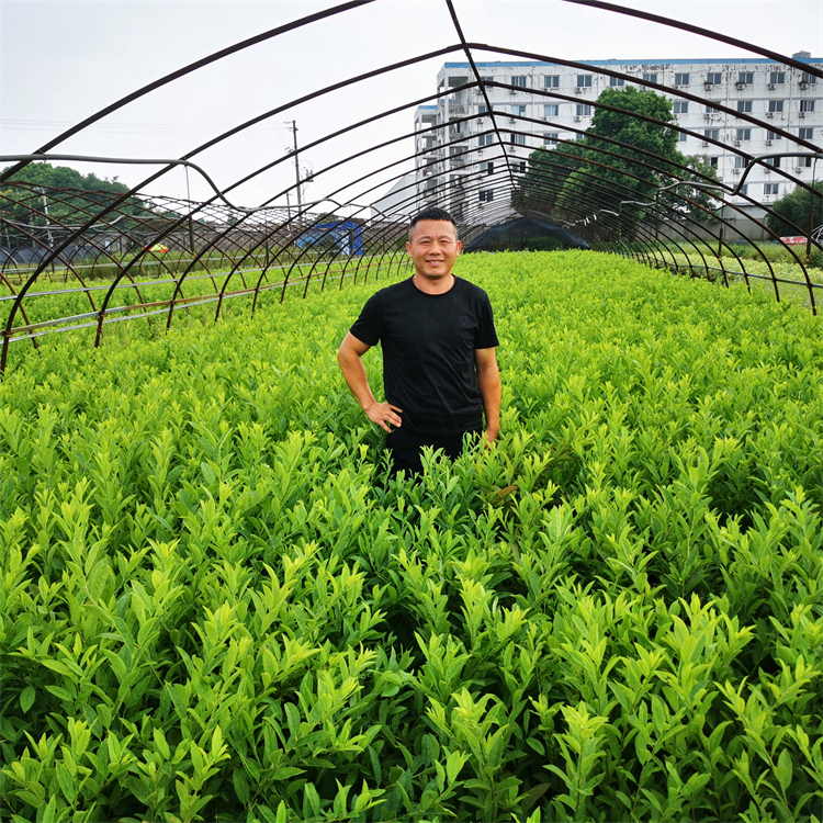 批发 荷兰鼠刺 规格齐全四季常绿道路绿化工程苗 花坛花镜用苗