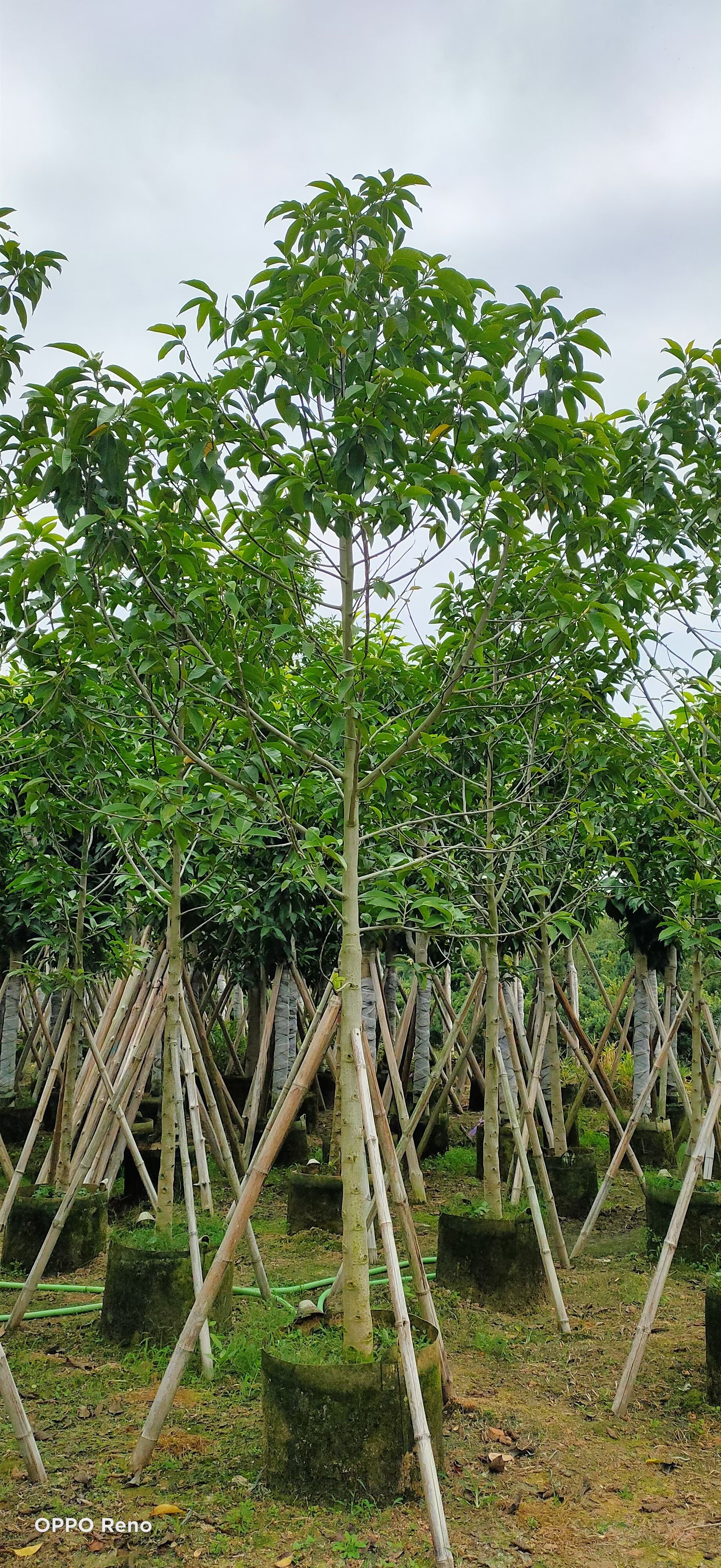 基地出售优质紫白黄玉兰树图片 绿化树苗批发 白玉兰花移植苗5-12cm