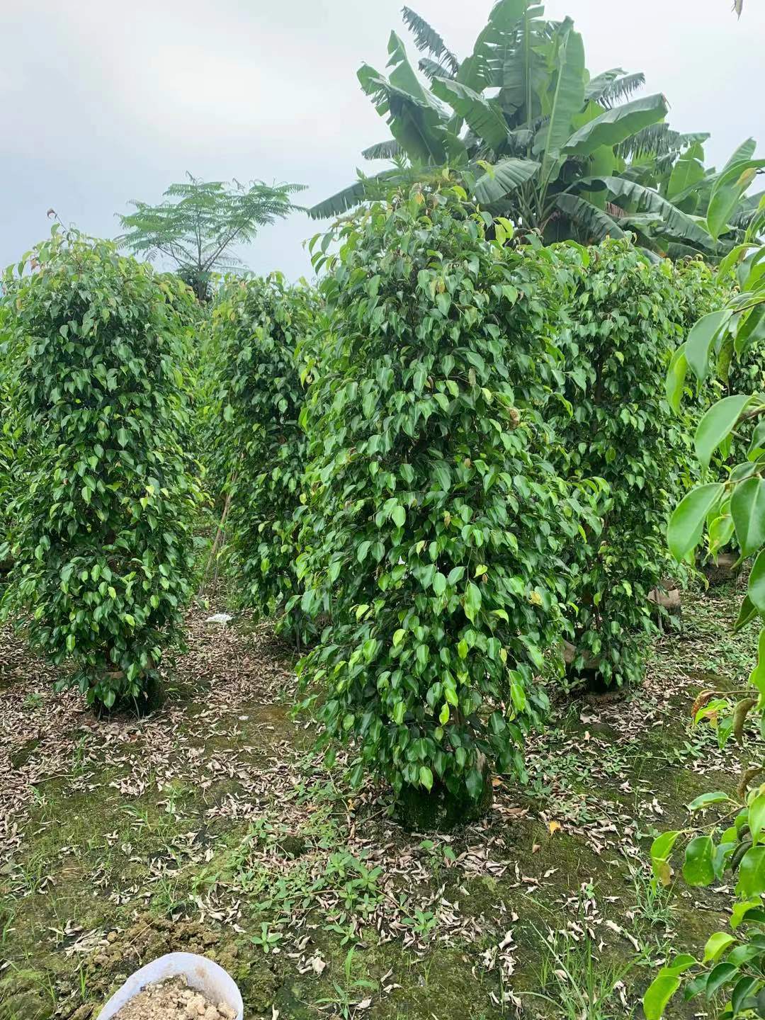 绿篱树种柱形垂叶榕袋苗 产地批发花叶垂榕树高度1