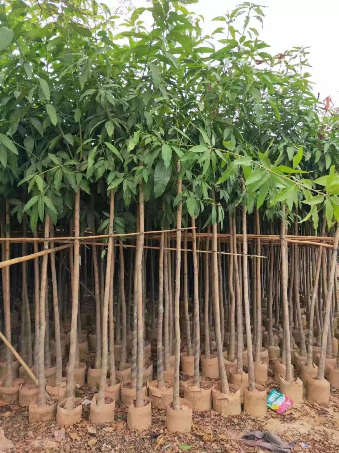 芒果树绿化树袋苗基地出售批发3-5-8-10-20公分绿化芒图片假植苗