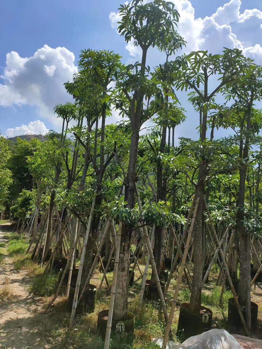 糖胶树苗 盆架子移栽苗市政道路行道树假植苗 灯架树容器苗5-30公分