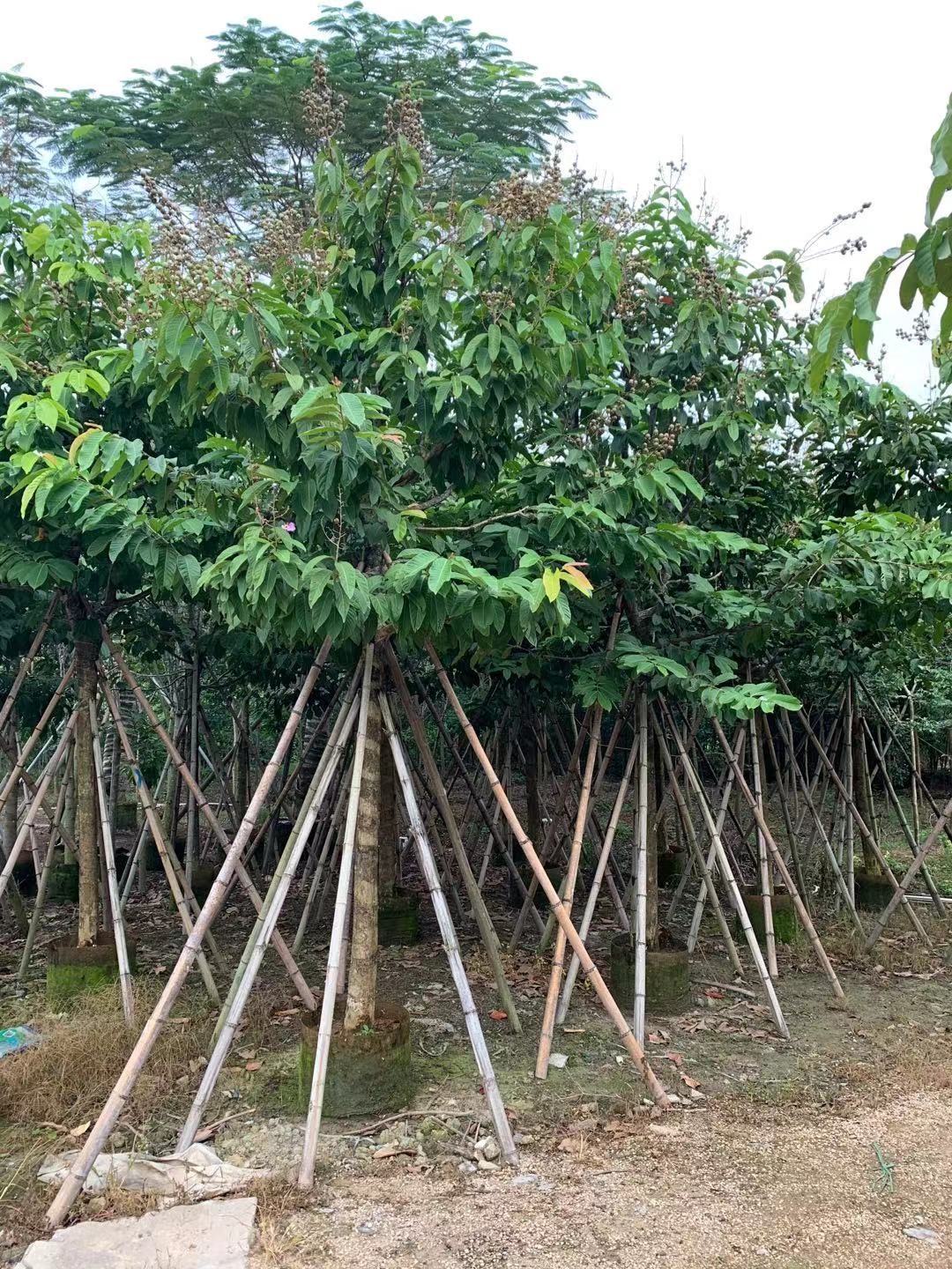 批发大叶紫薇树苗 停车场美化乡村绿化种植产地供应大花紫薇1-20cm