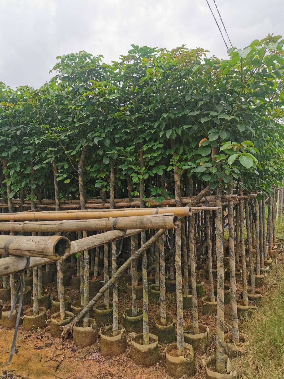 基地供应秋枫茄冬秋风子红桐重阳木朱桐树乌杨绿化花卉行道树批发