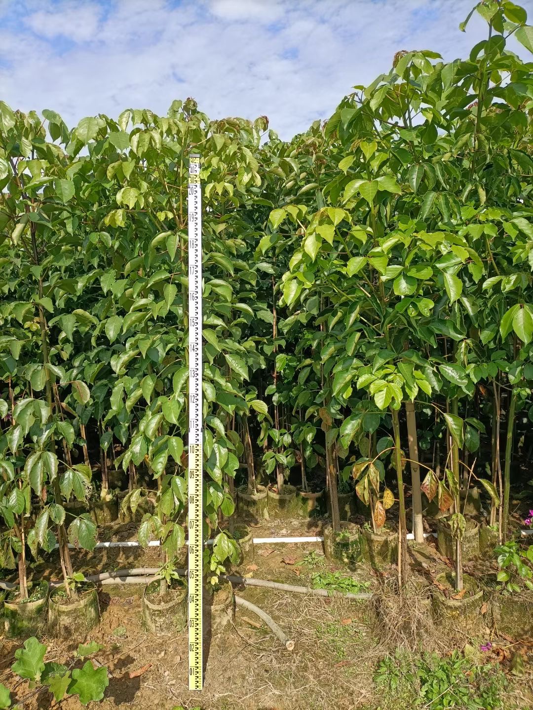 基地绿化花木秋枫秋风行道树乡村绿化植物园林 产地出售复绿造林树