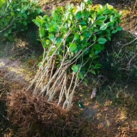 茶梅小苗 茶梅小苗供应  四季常绿  庭院绿化花坛花镜观赏花卉