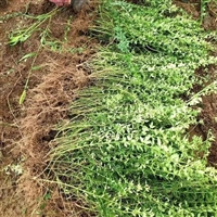 迎春花 多分枝早春观花  黄色花系  色彩鲜艳 庭院绿篱观赏花