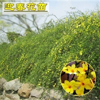 迎春花苗供应  分枝早春观花 易成活  盆栽地栽室外耐寒植物