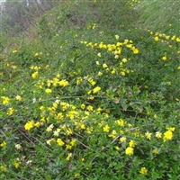 迎春花 丛生迎春  开花早 花期长 花园攀援花卉阳台绿植