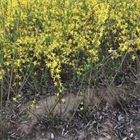 迎春花小苗   黄色花系 观赏性好 耐寒耐旱 绿化花卉植物盆栽