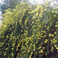 大量供应迎春花小苗 宿根花卉 园林景观工程绿化 易成活易栽培