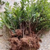 花坛绿篱毛杜鹃小苗   室外庭院种植 盆栽地栽植物