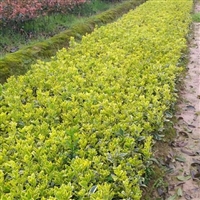 金边黄杨小苗 常绿灌木  植株健壮长势好  工程绿化黄杨