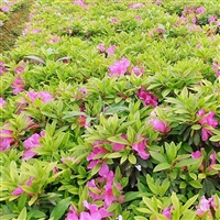 夹竹桃 常绿工程苗 多分支 质量优  量大实惠  提供种植技术