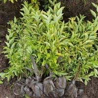 金叶假连翘苗 常绿灌木  金叶假连翘的主要用途