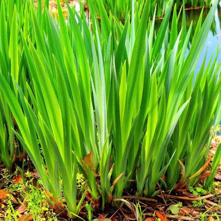 黄菖蒲小苗  水生花卉植物  黄花鸢尾 耐寒  易成活栽培 湿地绿化