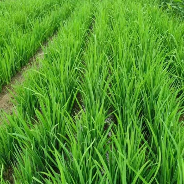 盆栽黄菖蒲  水生植物  观赏价值高  长势好 适合湿地公园河道两侧种植