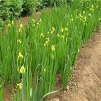 黄菖蒲 多年生宿根草本植物  喜温暖湿润环境  河道公园 湿地绿化工程