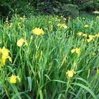 黄菖蒲小苗 水培养殖 花姿秀美  湿地绿化工程绿化黄菖蒲