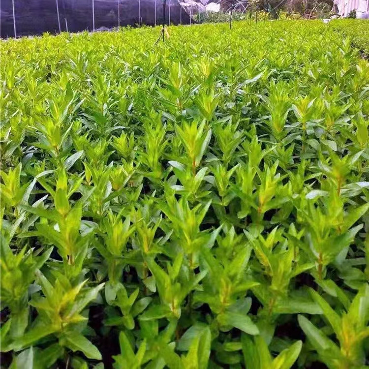 水生植物千屈菜 别称水枝柳  花序长花期长  景观效果好 盆栽地栽池塘河道湖泊