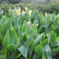 草本植物美人蕉种植  彩叶美人蕉水培植物  湿地公园绿化用