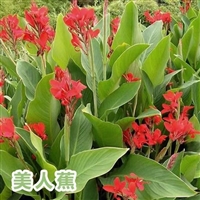 美人蕉苗  叶片翠绿 花色艳 易成活易栽培 园林观花植物