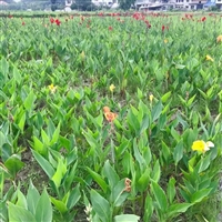 美人蕉苗 耐旱耐涝  多年生大型种苗  湿地公园绿化挺水植物