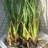 香蒲 供应 喜光喜温暖 耐寒 湿地挺水植物 净化水质