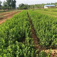 金边扶芳藤苗  观叶爬藤观赏植物  美丽乡村绿化观赏苗