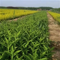 供应连翘小苗   黄色花系  开花早 花期长  园林城市美化植物