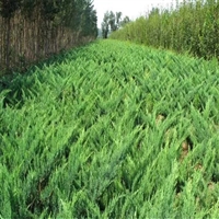 常绿灌木沙地柏 耐寒耐涝   园林景区矿山复绿栽种植物