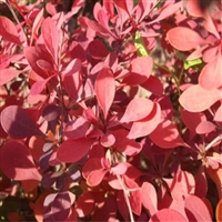 红叶小檗小苗   根系发达长势旺盛 公园  湿地庭院绿化用