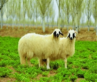 北京盐池滩羊销售