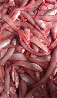 红带鱼北京销售