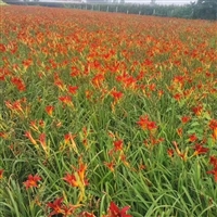 出售大花萱草苗  常绿花卉  耐寒耐旱   花景区地被绿化