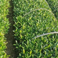 供应法国冬青小苗  耐寒耐旱 规格齐全  可用于花坛灌丛绿篱