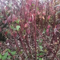 红瑞木观赏小苗  喜温暖湿润  对土壤要求不高 花坛花镜点缀