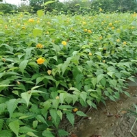 棣棠苗 多分枝  花色金黄  观赏性佳 景区园林栽种景观植物