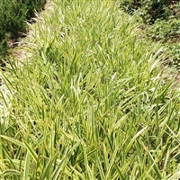 护坡绿化植物 金边麦冬 耐寒花卉  适应性好 生长旺盛