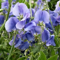 香豌豆草花种子批发  颗粒饱满 发芽快   公园绿地栽培观赏花卉