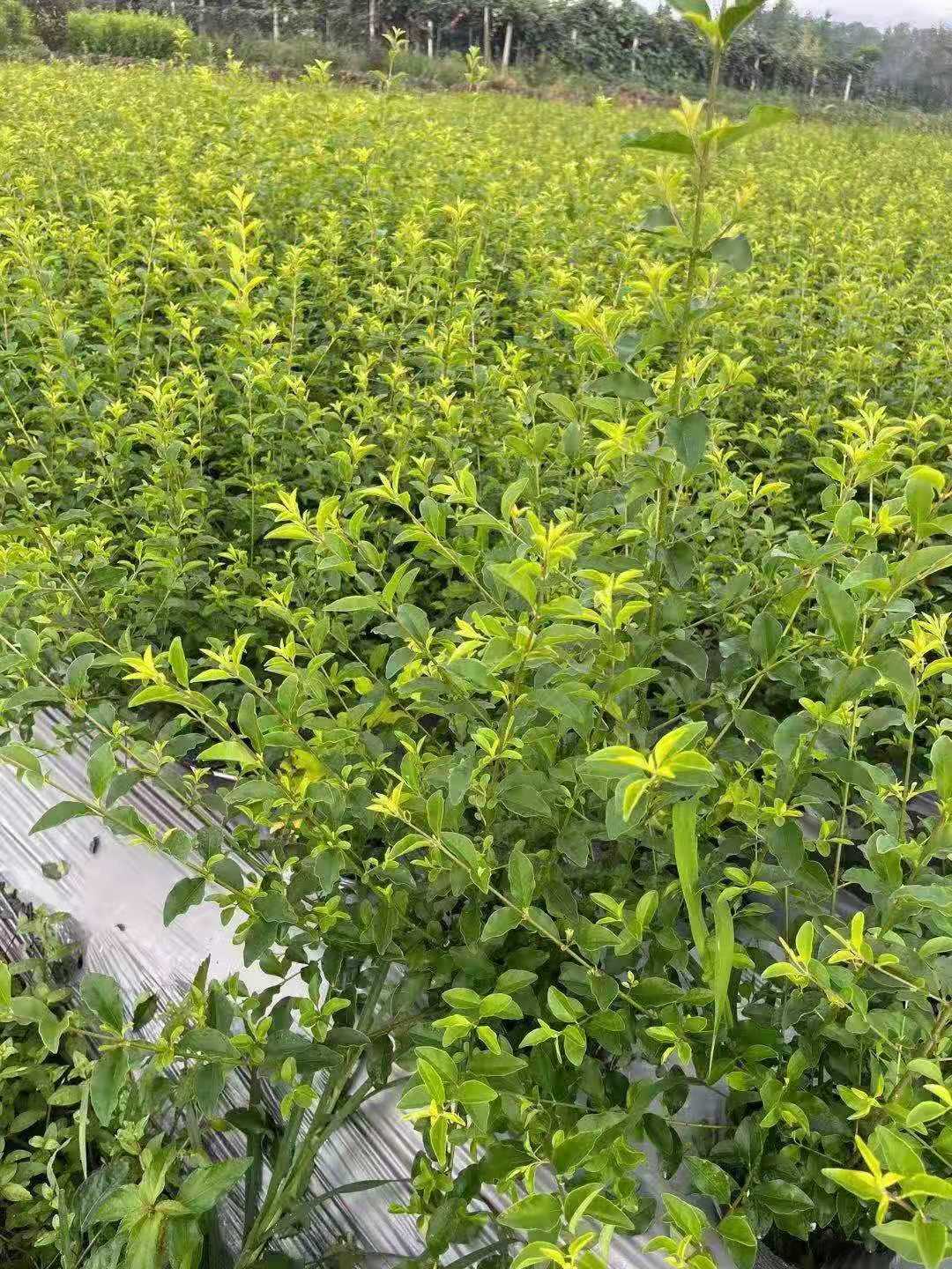 湖南金禾女贞球30-80公分金禾女贞球_搜了网