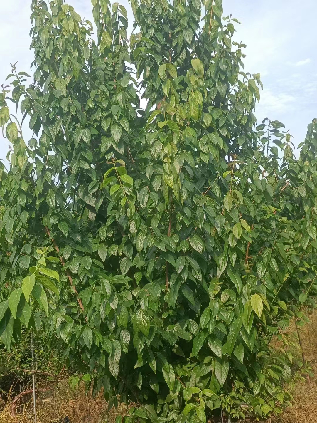 叢生臘梅基地，臘梅批發(fā)，大量臘梅籠子條子供應(yīng)，臘梅工程苗價格