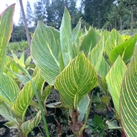 美人蕉花苗  色彩鲜艳花期长  使用场景多  公园池塘绿化用苗