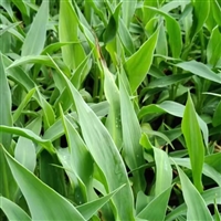 出售美人蕉  水生植物   喜阳光喜湿润   公园河道 湿地修复  多场景适用