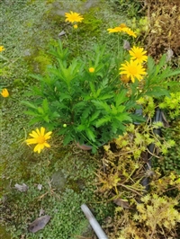 重庆木春菊工程苗16木春菊大