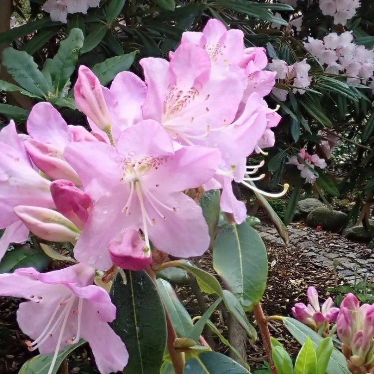 高山杜鹃盆栽易栽培花坛花境观赏性种植 庭院小区园林造景苗