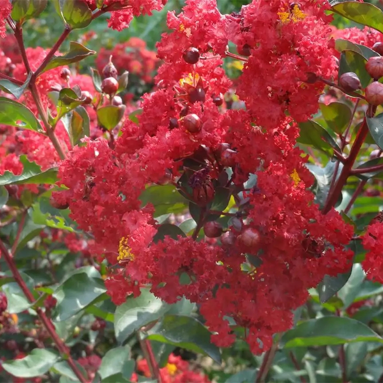 批发 红火球紫薇 花期长 树形优美 庭院街道风景树 景观绿化栽植树