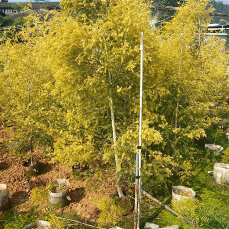 黄金香柳 千层金 根系发达造型盆栽细长柔软形态优美黄金宝树
