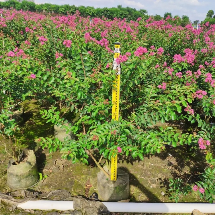 丛生紫薇树苗花色艳丽盆栽庭院种植花朵艳丽园林绿化工程苗