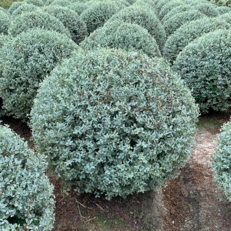 银姬小蜡种植基地冠幅50-80公分户外园林景区造景工程绿化植物苗