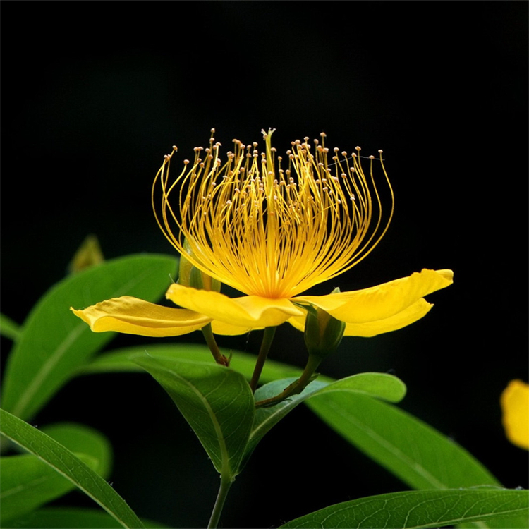 金丝桃1-5分枝株高50-80公分 植株健壮 长势好 适应性强